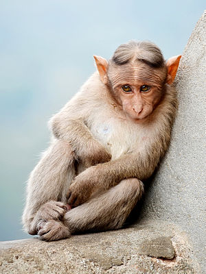 http://img.aftab.cc/news/95/Cute_Monkey_cropped.jpg