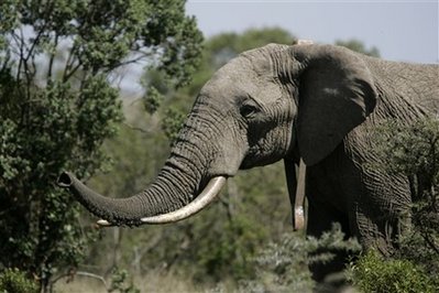 http://img.aftab.cc/news/kenya_texting_elephants.jpg
